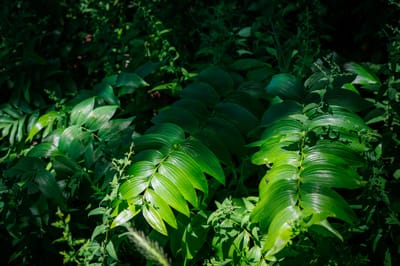 Solomon's Seal