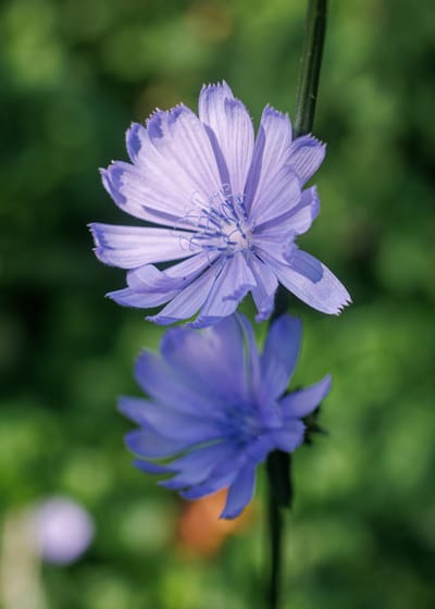 Chicory