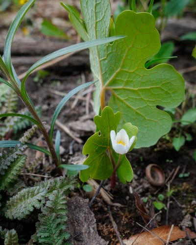 Bloodroot